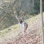Damwild